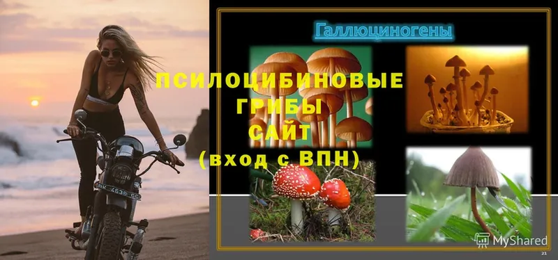 закладки  Бугульма  Псилоцибиновые грибы Psilocybe 